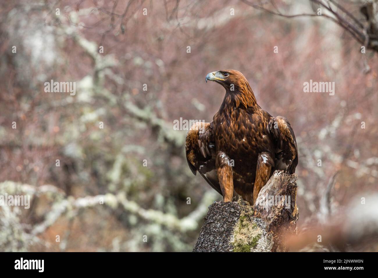 Steinadler; Aquila Chrysaetos Schottland; UK Stockfoto