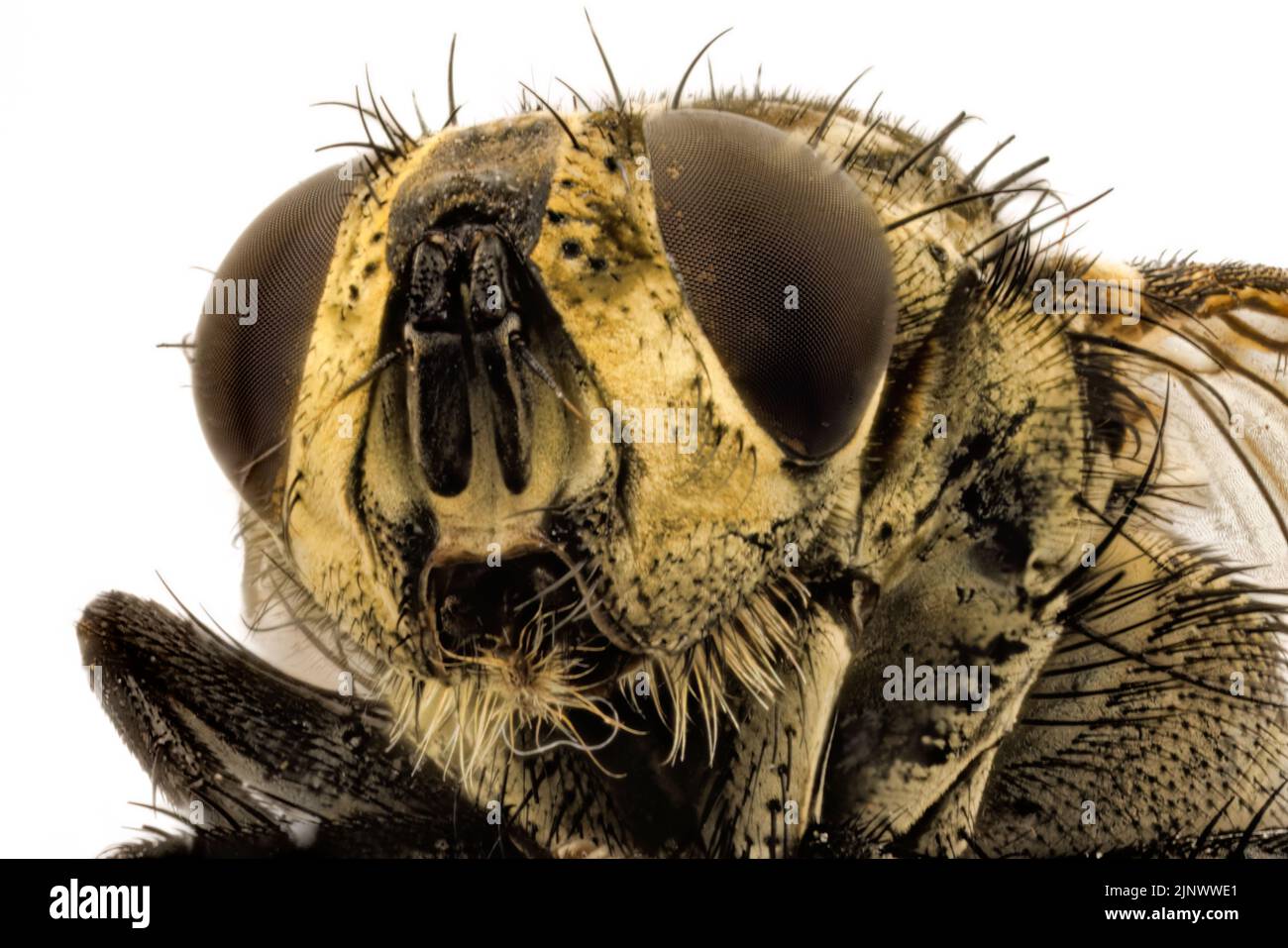 Makro-Vorderansicht des Kopfes einer Hausfliege (Musca domestica) mit einem großen zusammengesetzten Auge und Palpsen, Surrey, Großbritannien Stockfoto