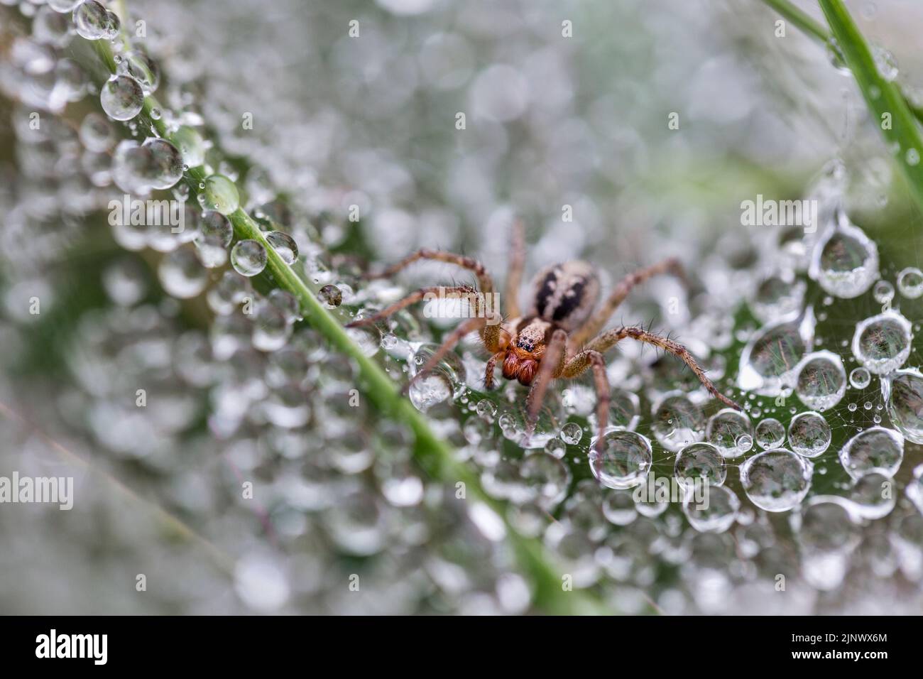 Labyrinth Spider; Agelena Labyrinthica; Cornwall; UK Stockfoto