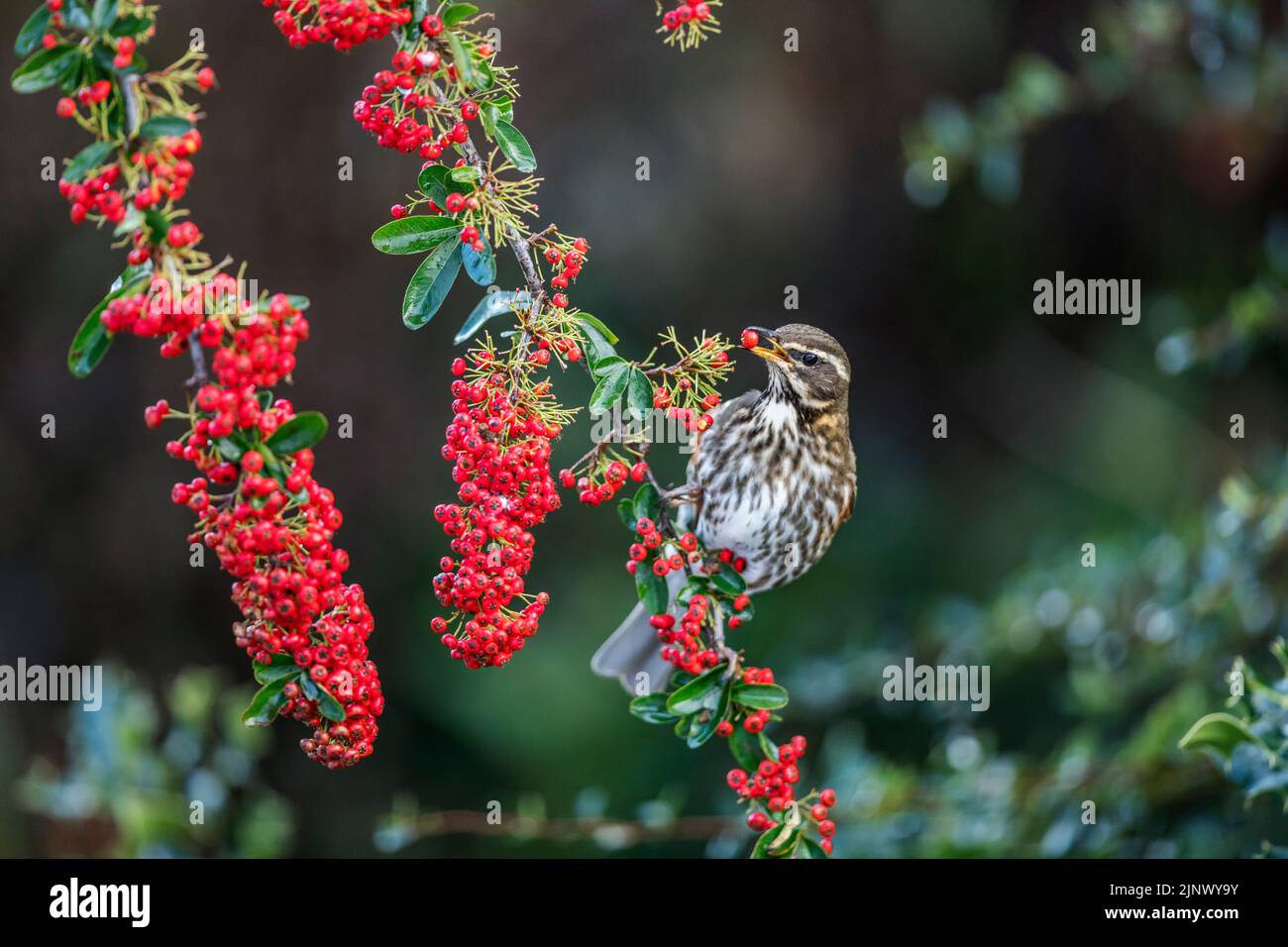 Redwing; Turdus iliacus; auf Pyramicantha, der Beeren isst; Großbritannien Stockfoto