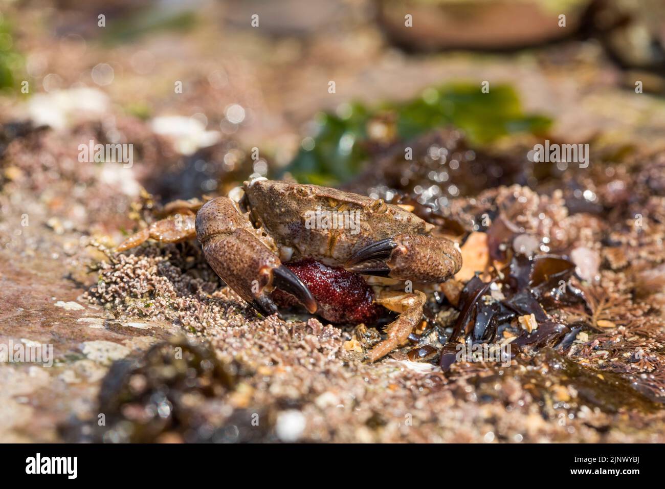 Risso's Crab; Xantho pilipes; mit Eiern; Großbritannien Stockfoto