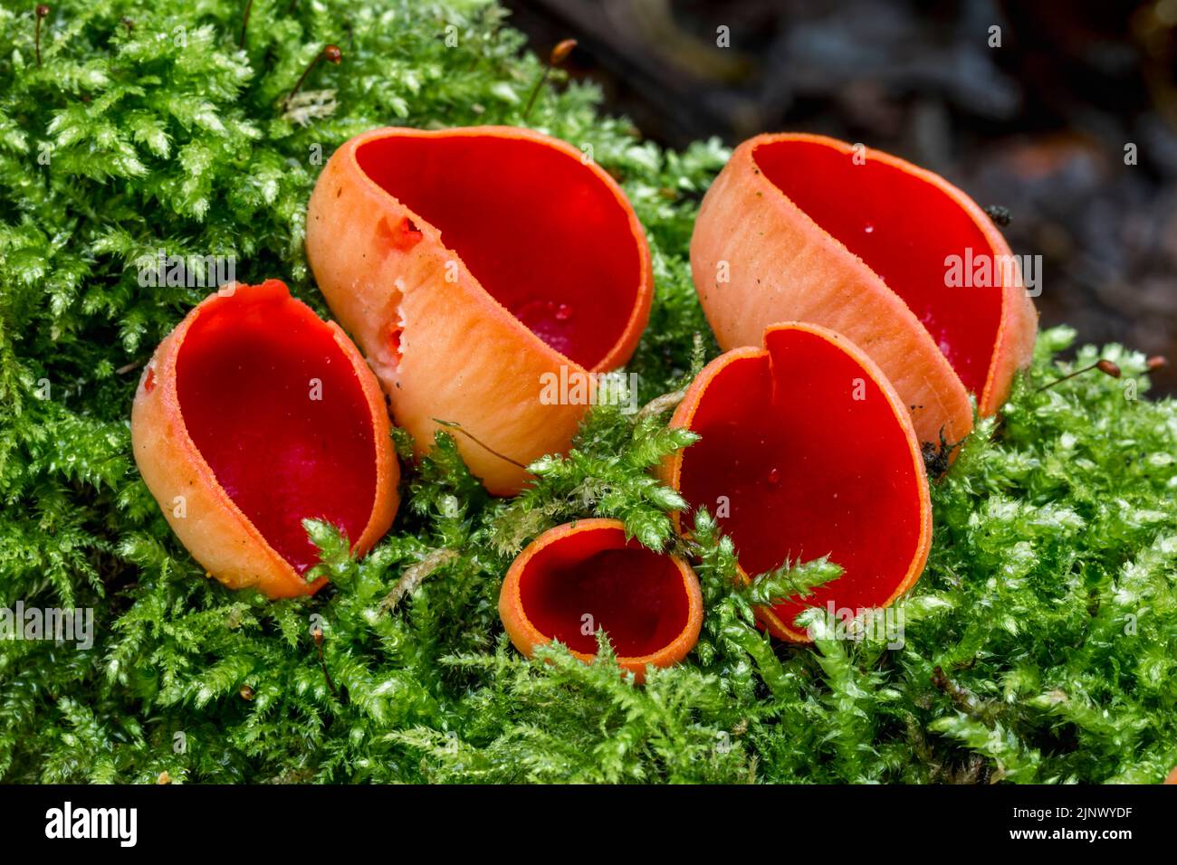 Scarlet Elf Cup; Sarcoscypha coccinea; Großbritannien Stockfoto