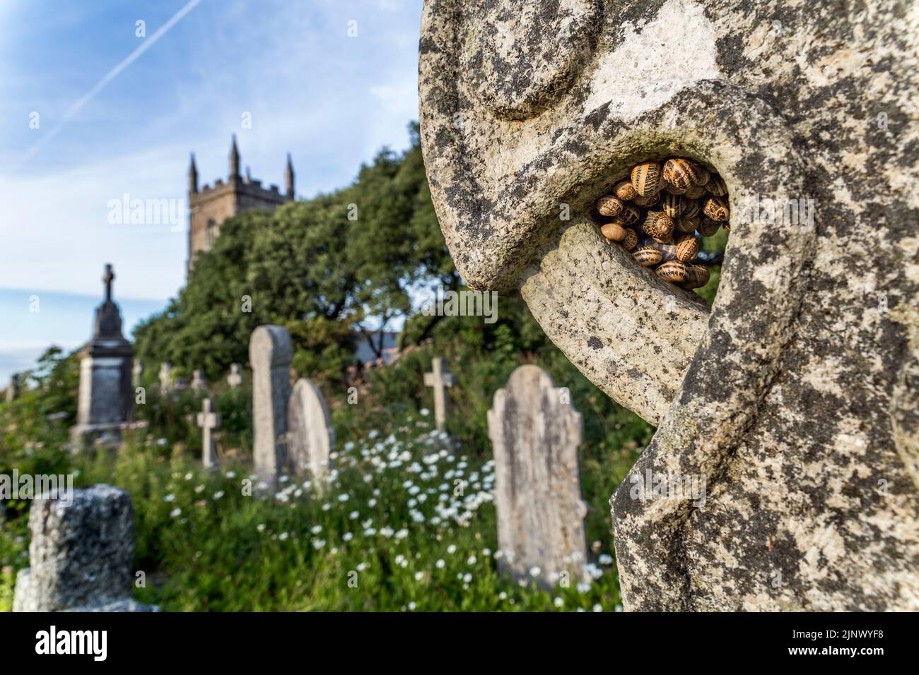 Schnecken; Rout in einem keltischen Kreuz; Cornwall; Großbritannien Stockfoto
