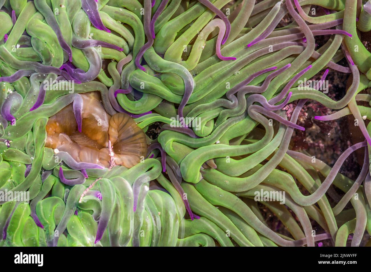 Snakelocks Anemone; Anemonia viridis; Rock Pool; Großbritannien Stockfoto