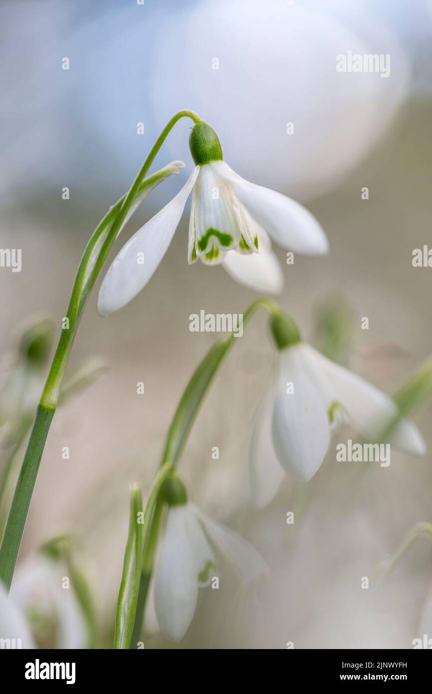 Schneeglöckchen; Blühend; Großbritannien Stockfoto