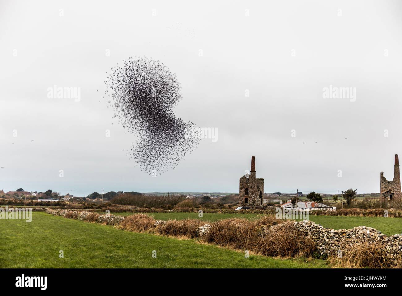 Starling Roost; Sturnus vulgaris; Cornwall; Großbritannien Stockfoto