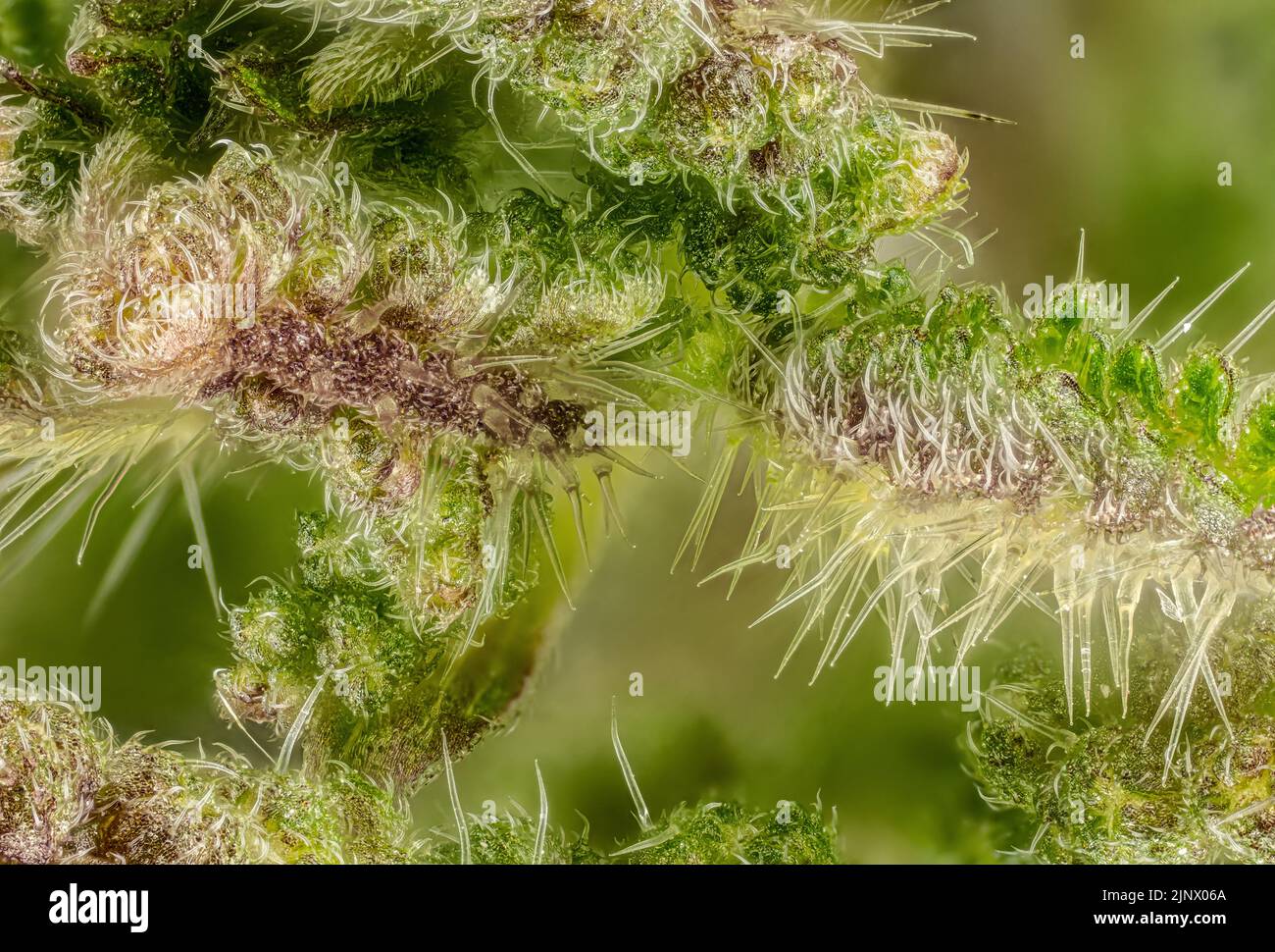 Junge Brennnessel (Urtica dioica) Pflanzenblumen, Mikroskopie Detail, transparente Stachelhaare genannt Trichome sichtbar, Bildbreite 9mm Stockfoto