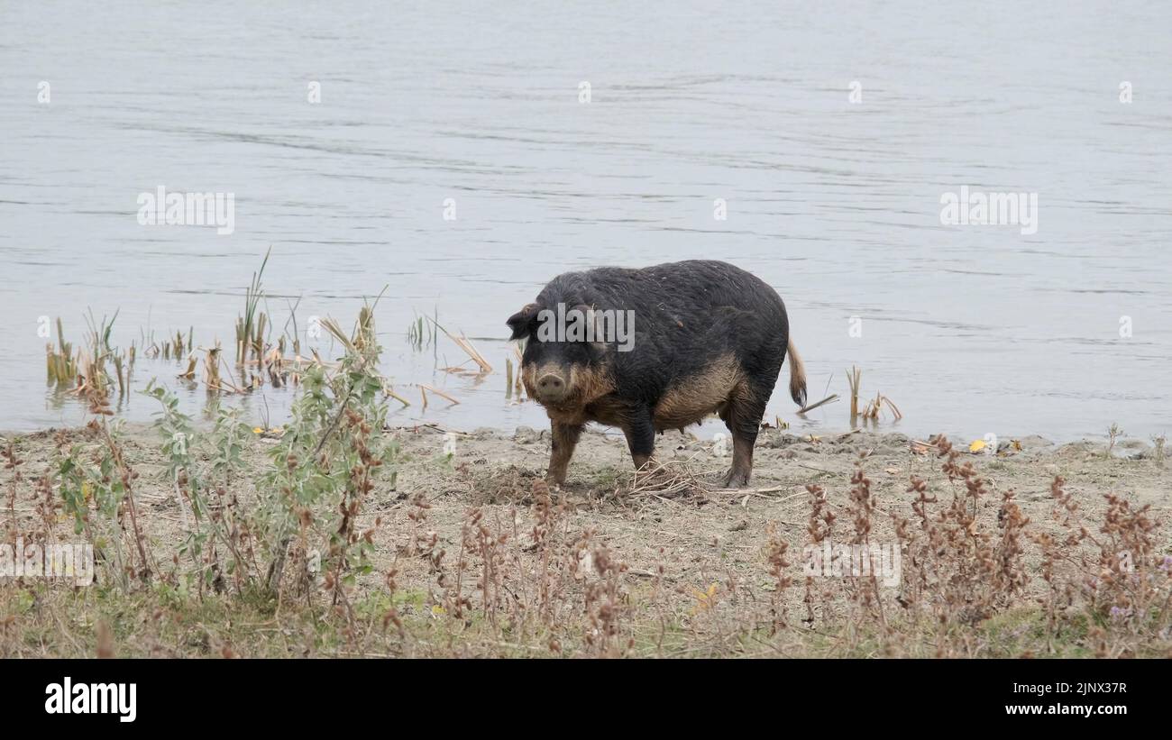 Das Feral-Schwein (Eber-Schwein-Hybrid) gräbt den Boden in der Küstenzone neben dem Donaudelta Stockfoto