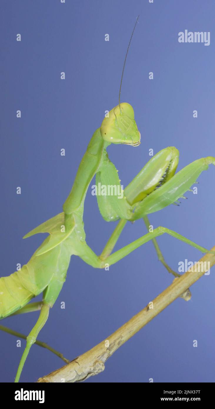Iris polystictica Fotos und Bildmaterial in hoher Auflösung Alamy