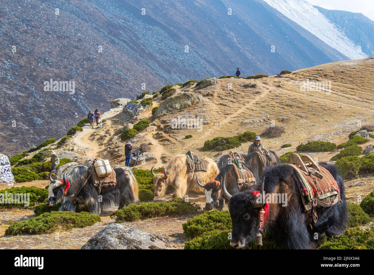 Gruppe von einheimischen Yak-Karawanen, die Touristenmaterial auf dem Weg zum Everest-Basislager in Nepal transportieren. Yaks transportieren Waren über Bergpässe für lokale f Stockfoto