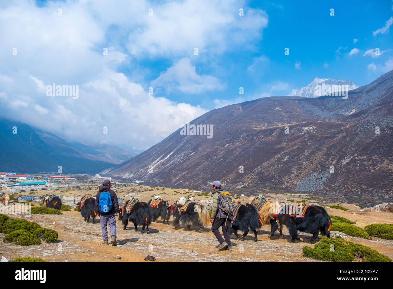 Gruppe von einheimischen Yak-Karawanen, die Touristenmaterial auf dem Weg zum Everest-Basislager in Nepal transportieren. Yaks transportieren Waren über Bergpässe für lokale f Stockfoto
