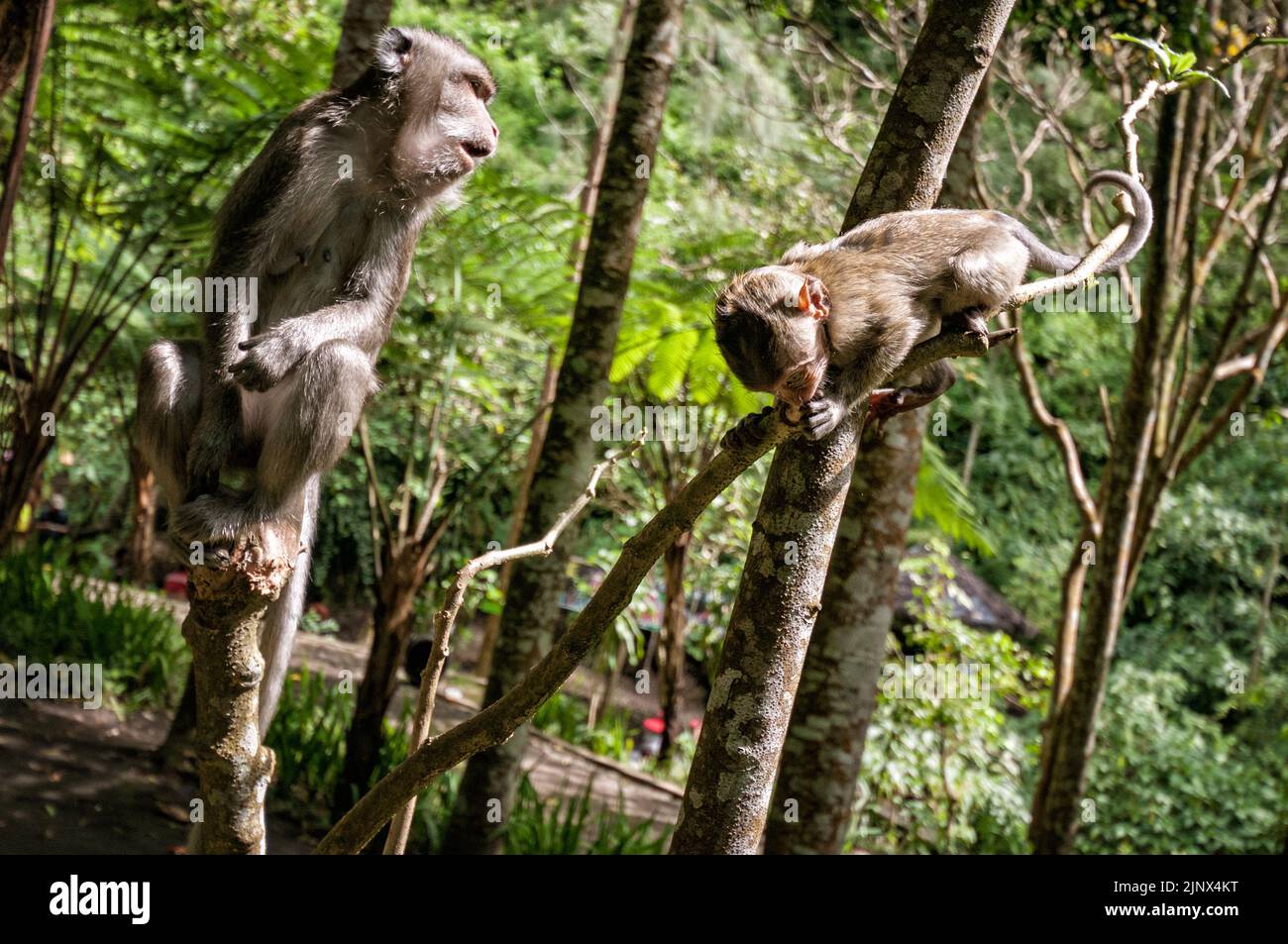 Krabbenfressende Makaken im Dschungel in der Nähe des Coban Rondo Wasserfalls, Provinz Ost-Java, Indonesien Stockfoto