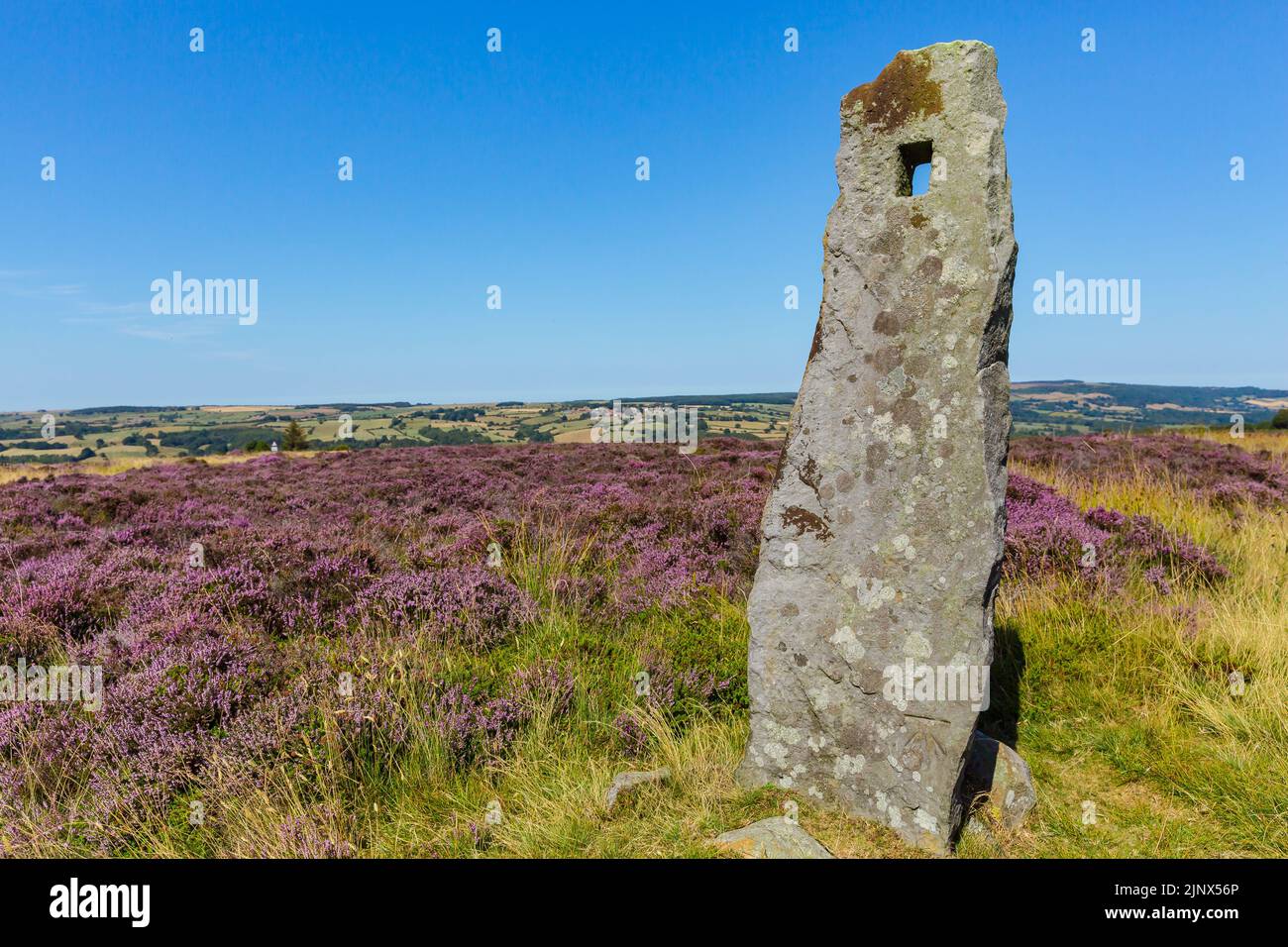 Stehen auf der Straße von Egton Bridge nach Stape auf den North Yorkshire Moors, Großbritannien, im Sommer, wenn die Heidekraut in voller Blüte steht. Sauberer blauer Himmel. Stockfoto