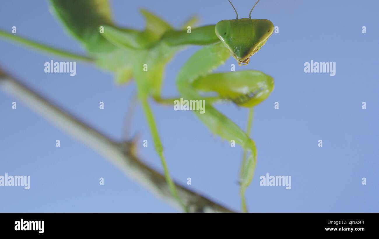 Nahaufnahme einer grünen Gottesanbeterin, die auf einem Busch-Ast sitzt und auf einem blauen Himmel-Hintergrund auf die Kamera blickt Stockfoto