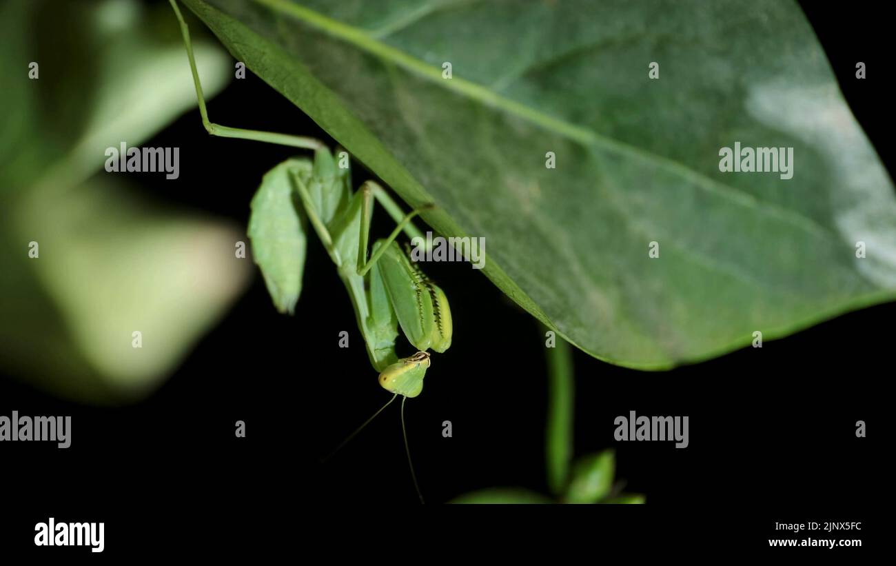 Grüne Gottesanbeterin sitzt auf einem Ast. Nahaufnahme von Mantis-Insekten Stockfoto