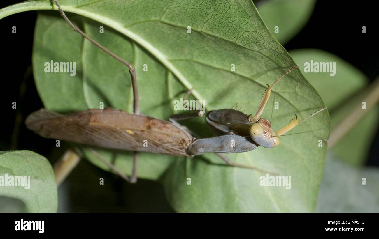 Grüne Gottesanbeterin geht auf einem dornigen Ast und schaut sich um. Europäische Mantis (Mantis religiosa). Nahaufnahme des Insekts der Gottesanbeterin Stockfoto