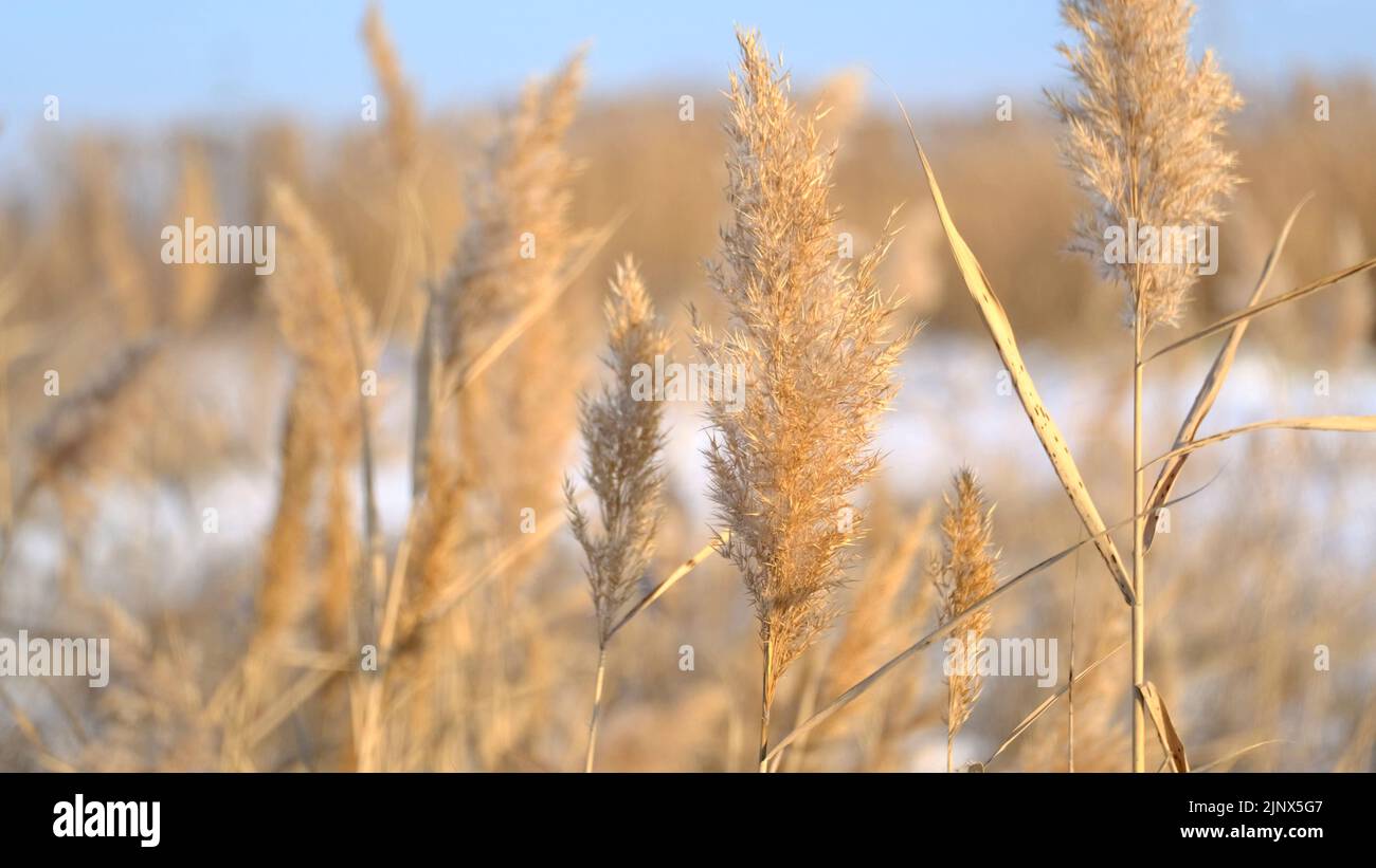 Das Schilf schwankt im Wind vor dem Hintergrund des Schnees. Nahaufnahme von Schilf. Natürlicher Hintergrund, Schilf im Wind in der Sonne Strahlen im Morgengrauen. Winterlandschaft Stockfoto