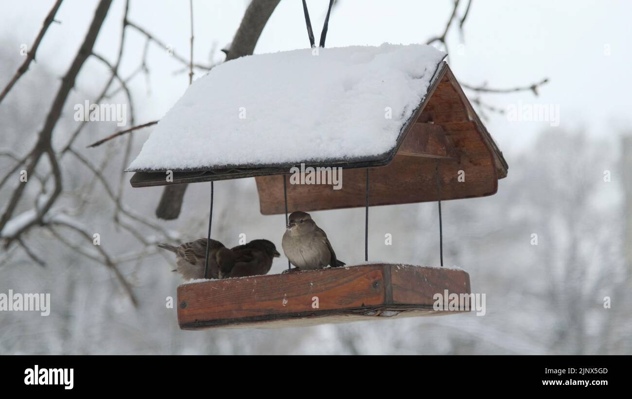 Hausparrows pickt Futter im Vogelhaus unter Schnee, vor dem Hintergrund eines Schneefalls Stockfoto