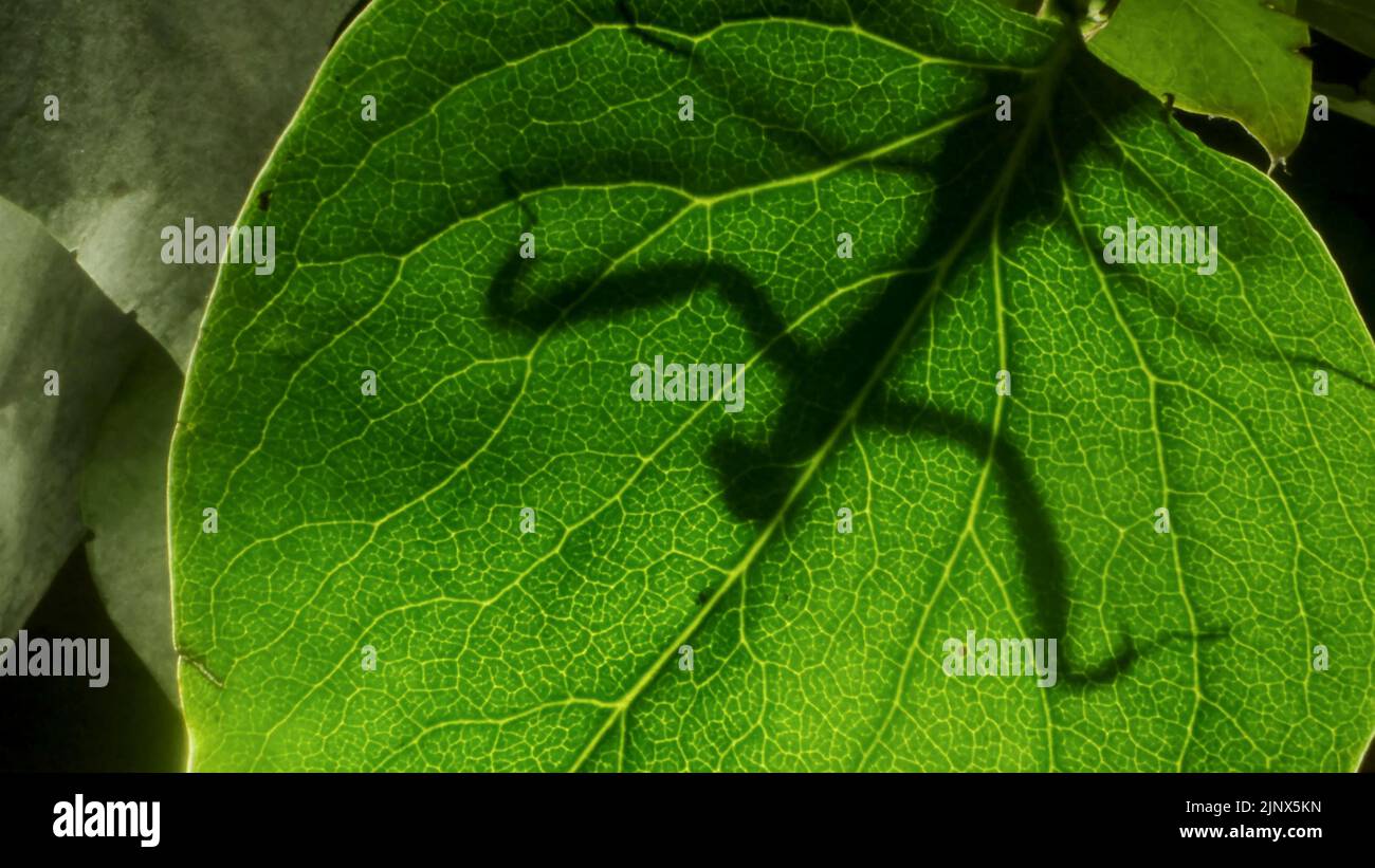 Die Gottesanbeterin wird hinter einem grünen Fliederblatt silhouettiert. Nahaufnahme von Mantis-Insekten. Hintergrundbeleuchtung (Contre-jour) Stockfoto
