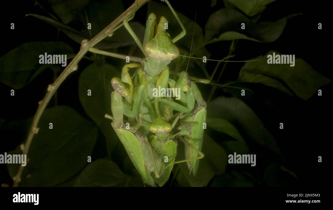 Betende Mantisen kopulieren zwei männliche und weibliche. Nahaufnahme des Insekts der Gottesanbeterin. Vorderansicht im Hochformat Stockfoto