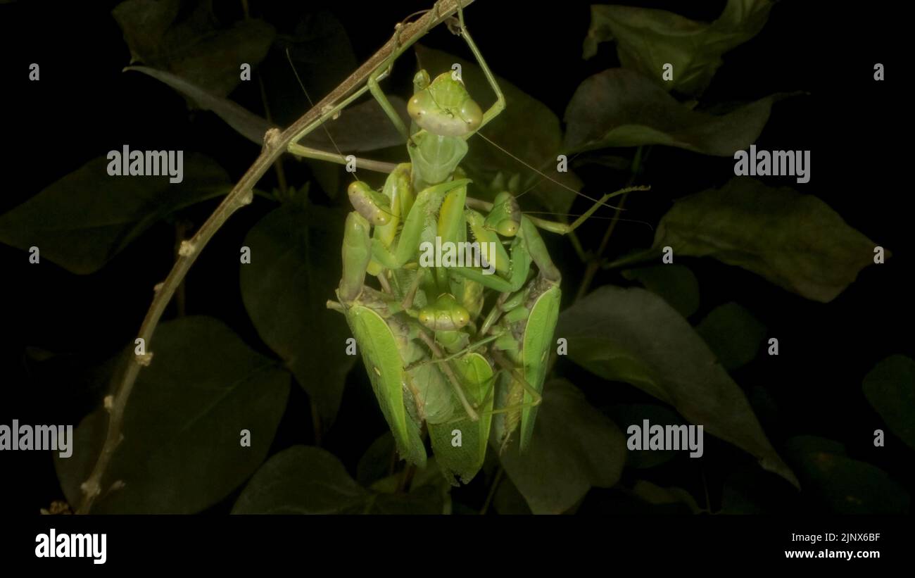 Betende Mantisen kopulieren zwei männliche und weibliche. Nahaufnahme des Insekts der Gottesanbeterin. Vorderansicht im Hochformat Stockfoto