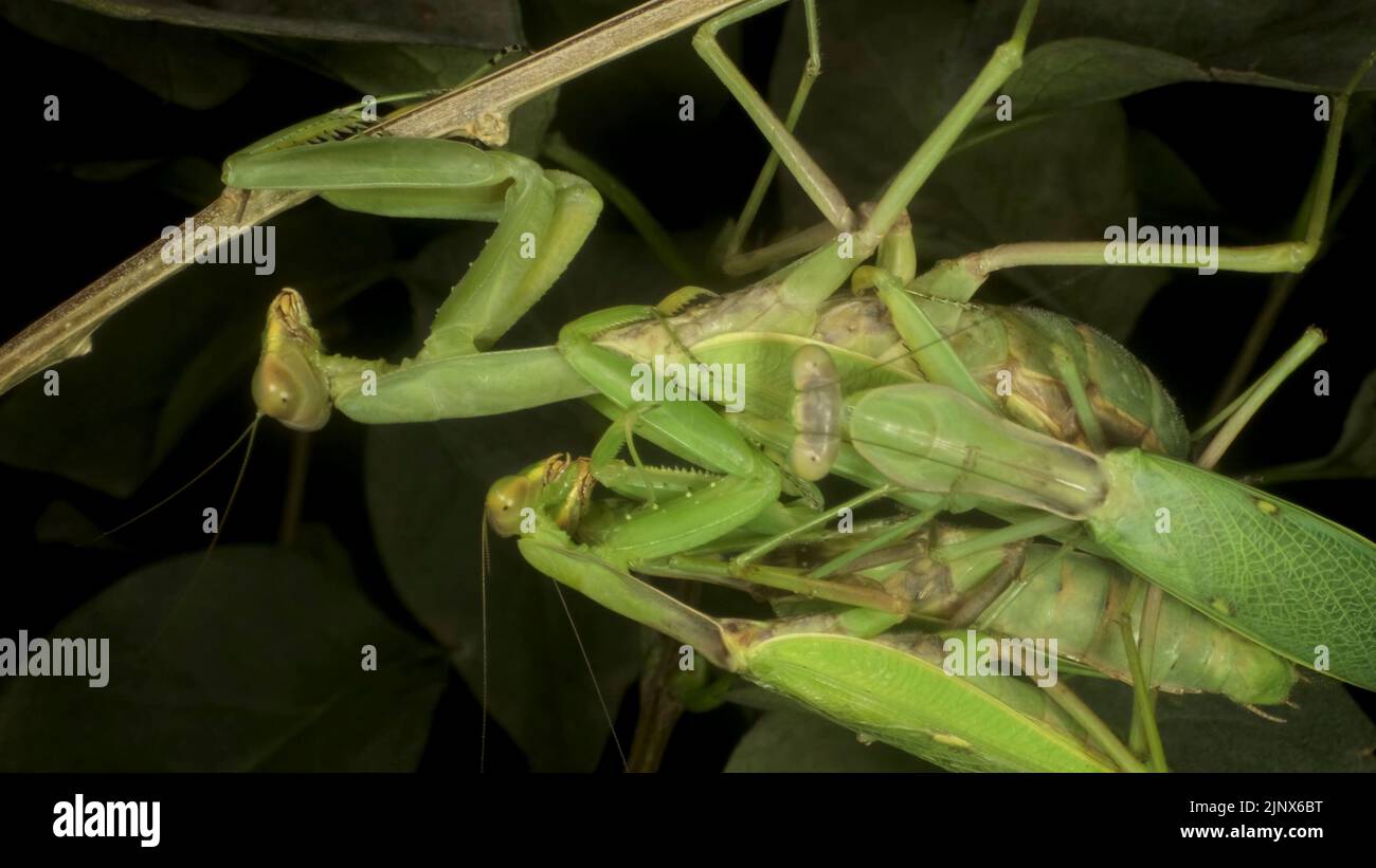 Betende Mantisen kopulieren zwei männliche und weibliche. Mantis paart. Transkaukasische Baummantis (Hierodula transkaucasica). Nahaufnahme des Insekts der Gottesanbeterin Stockfoto