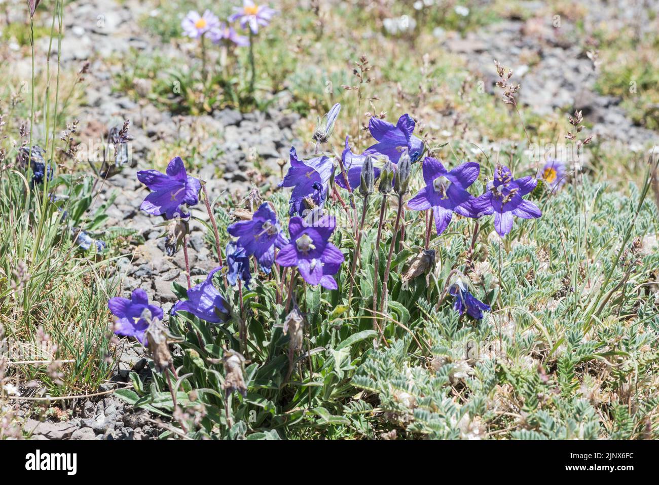 Montane Alpenglockenblume Campanula tridentata Stockfoto