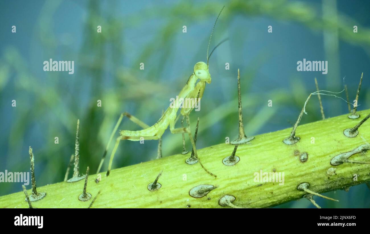 Neugeborene grüne Gottesanbeterin sitzt auf einem stacheligen Ast. Сlose-up von Baby-Mantis-Insekt (Nymphe-Form) im Hintergrund grünes Gras und blauen Himmel Stockfoto