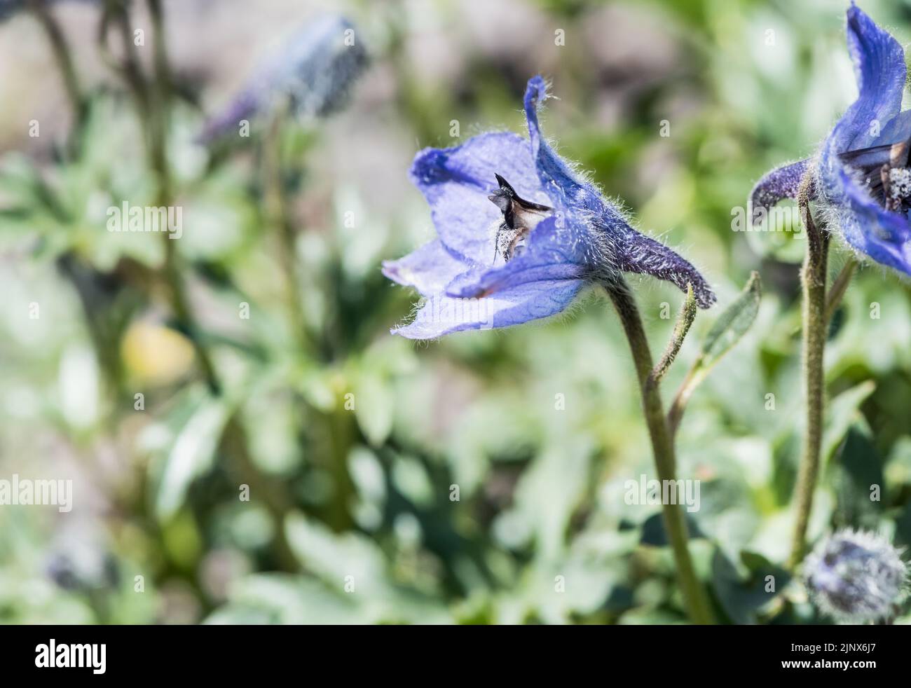 Das blau blühende Delphinium linearilobium Stockfoto