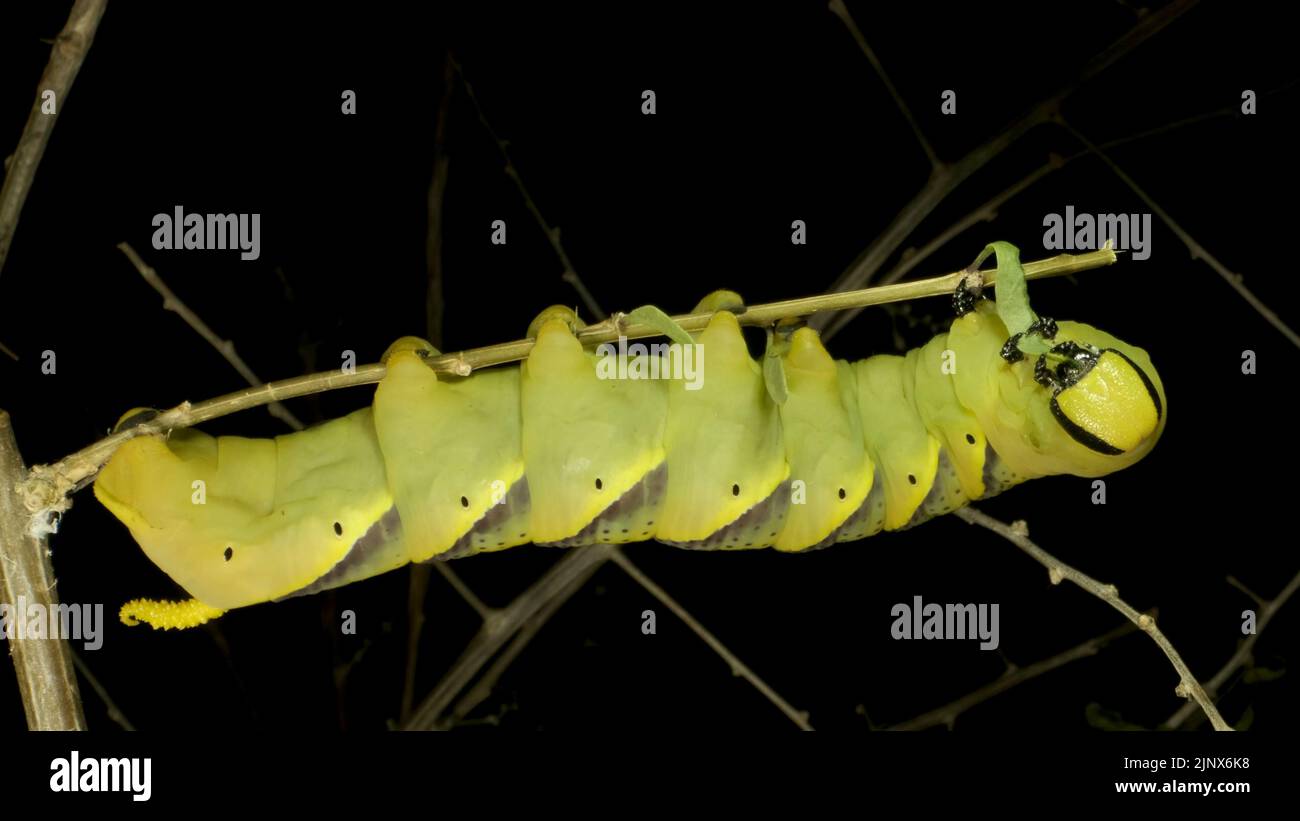 Die Larve (Raupe) des Schmetterlings der Kopf des Todes sitzt auf dem Ast und frisst ein Blatt auf schwarzem Hintergrund. Nahaufnahme Stockfoto