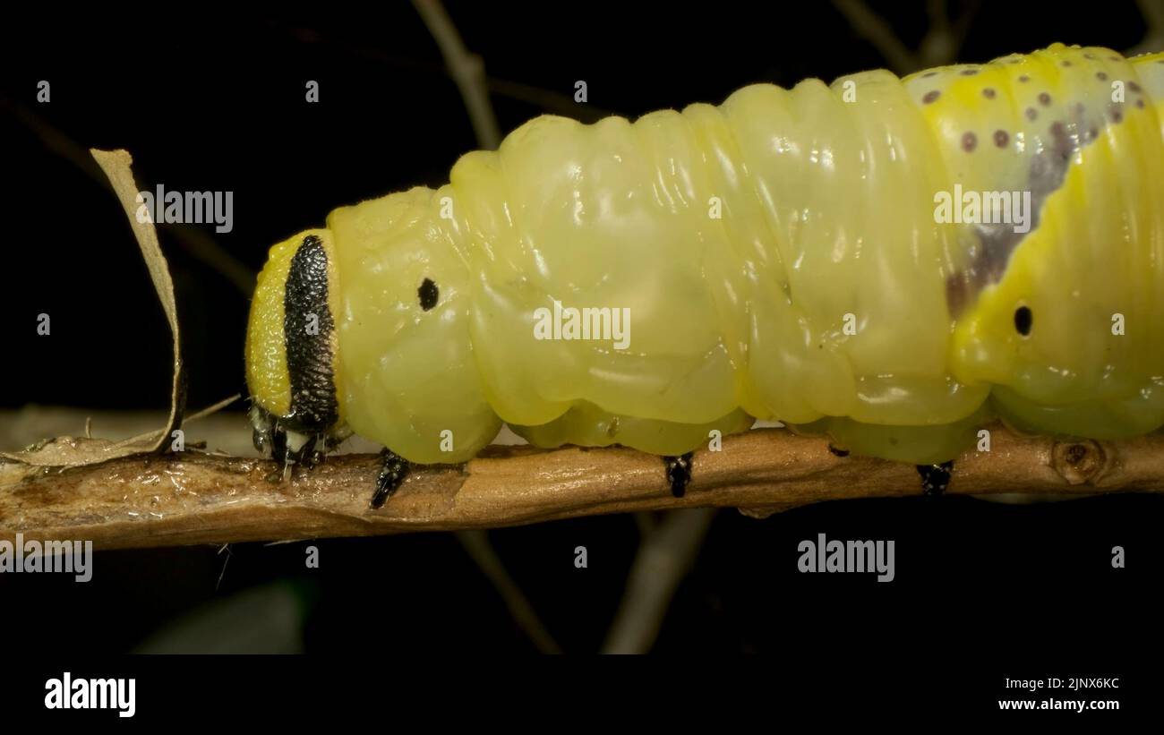 Die Larve (Raupe) des Schmetterlings der Kopf-Falkmotte des Todes sitzt auf einem Ast. Nahaufnahme Stockfoto