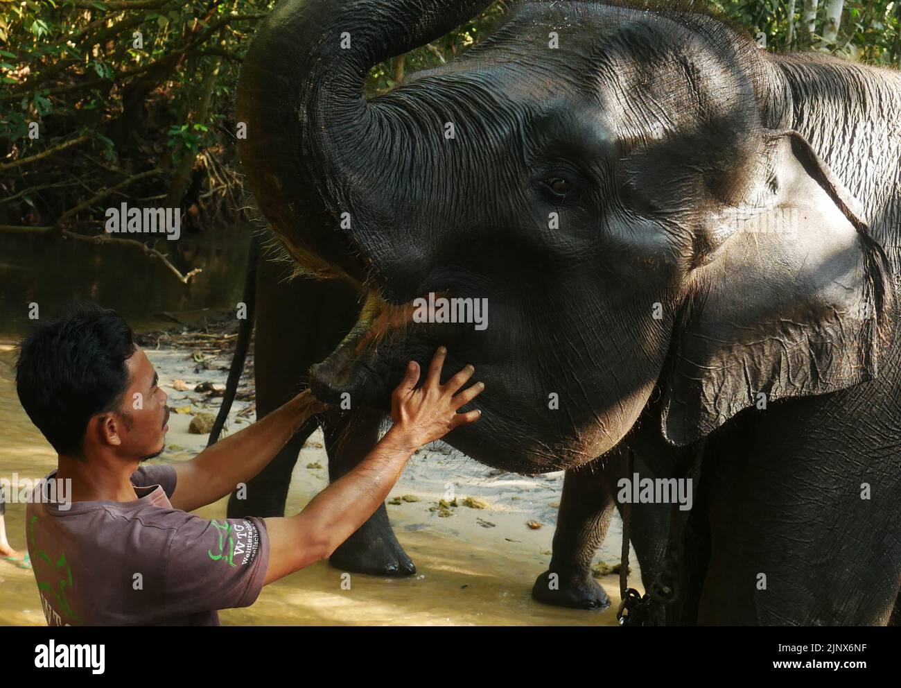 SUMATERA, LAMPUNG, Indonesien. 12. August 2022. Mahout (Elefantenführer) begleitet Elefanten, um im Fluss gebadet zu werden, bevor er am 14. August im Tegal Yoso Hauptquartier, Way Kambas, Lampung, wilde Elefanten patrouilliert, 2022. Es gibt rund 66 wilde Elefanten und 66 zahme Elefanten, die im Way Kambas National Park, East Lampung, leben. Einige der zahmen Elefanten wurden ausgewählt, um Elefanten zu patrouillieren, um Menschen-Elefanten-Konflikte zu verhindern, die Mitglieder der Elephant Response Unit (ERU) sind. Die Elefanten, die verwendet werden, um Konflikte zu verhindern, sind in der Regel große männliche Elefanten, um wilde Elefanten, die sich kreuzen, zu schrechen Stockfoto