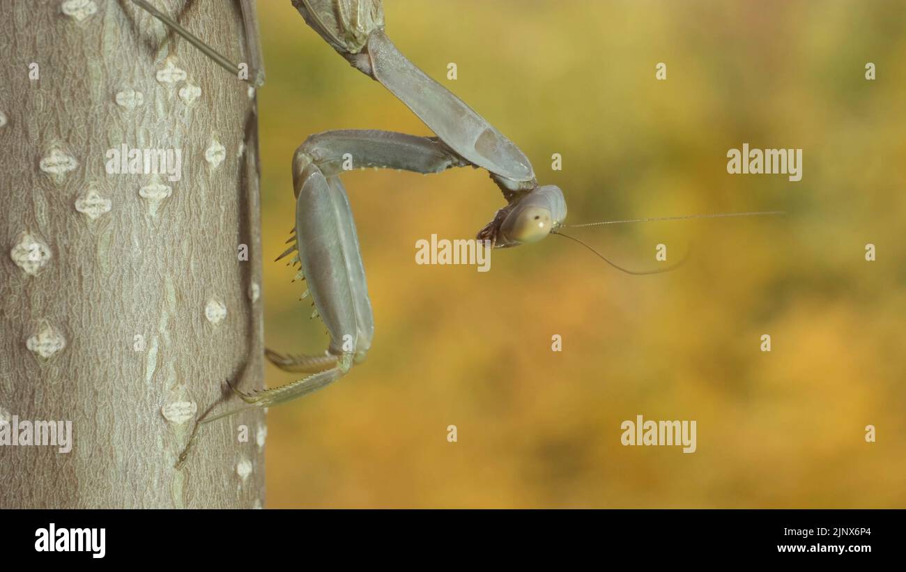 Gottesanbeterin sitzt auf dem Zweig auf dem Hintergrund der Herbstblätter. Transkaukasische Baummantis (Hierodula transkaucasica). Nahaufnahme von Mantis-Insekten Stockfoto