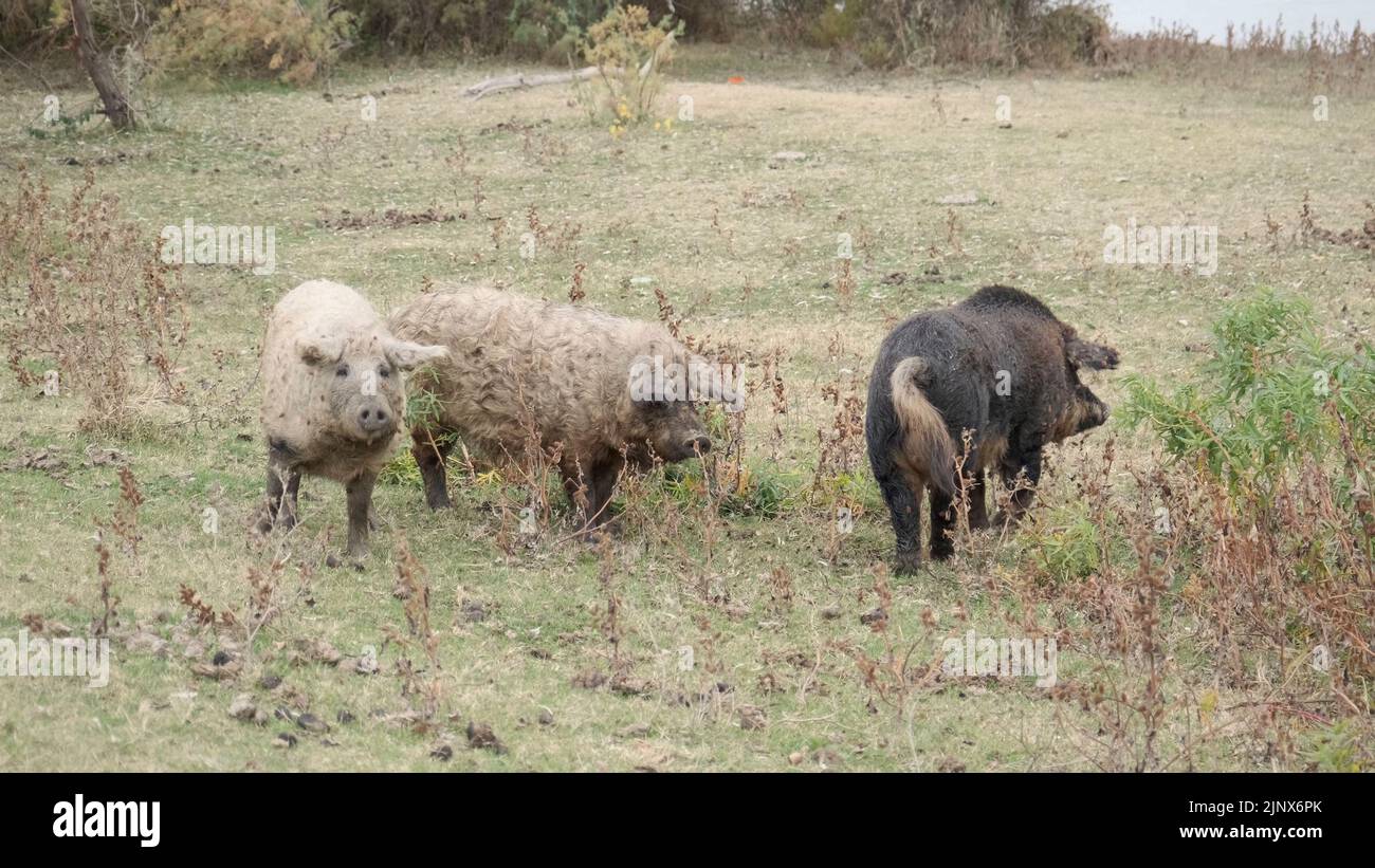Wildschwein (Sus scrofa) steuert die Herde von Feral-Schweinen (Eber-Schwein-Hybrid) auf einer Herbstwiese neben dem Donaudelta an Stockfoto