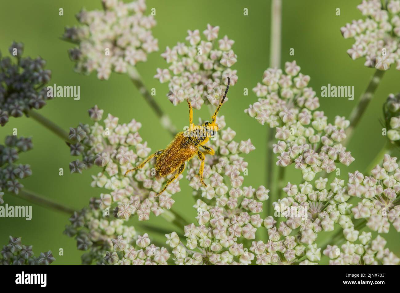 Ein pollenbedeckter langgehörnter Käfer (Paracorymbia) Stockfoto