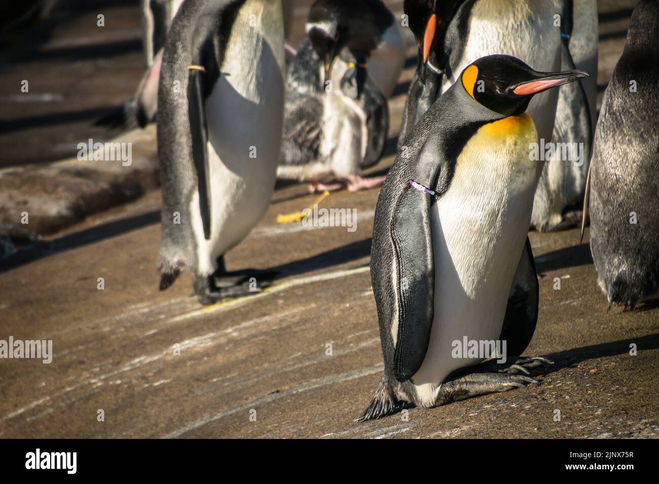 Ein verschlafener Königspinguin, der in einer Herde im Edinburgh Zoo steht Stockfoto