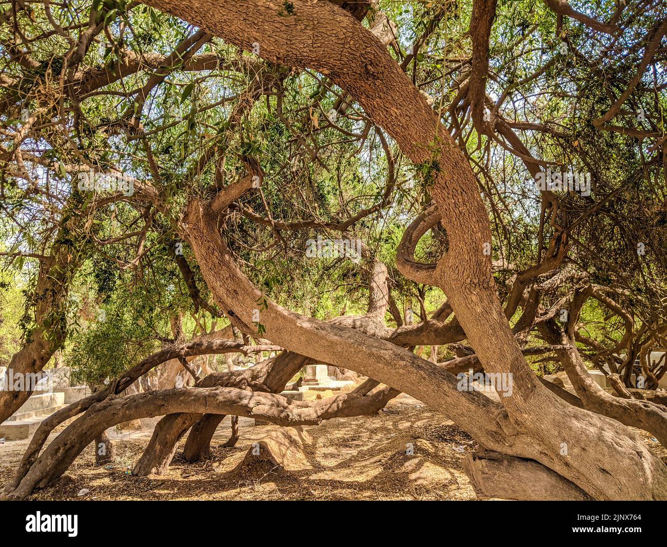 salvadora persica oder Peelu Baum in der Thar Wüste Stockfoto