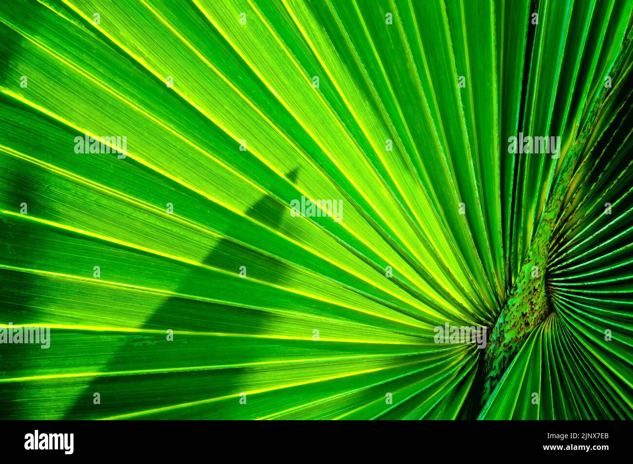 Corpha utan oder Corypha elata Plam blüht in Südostasien. Stockfoto