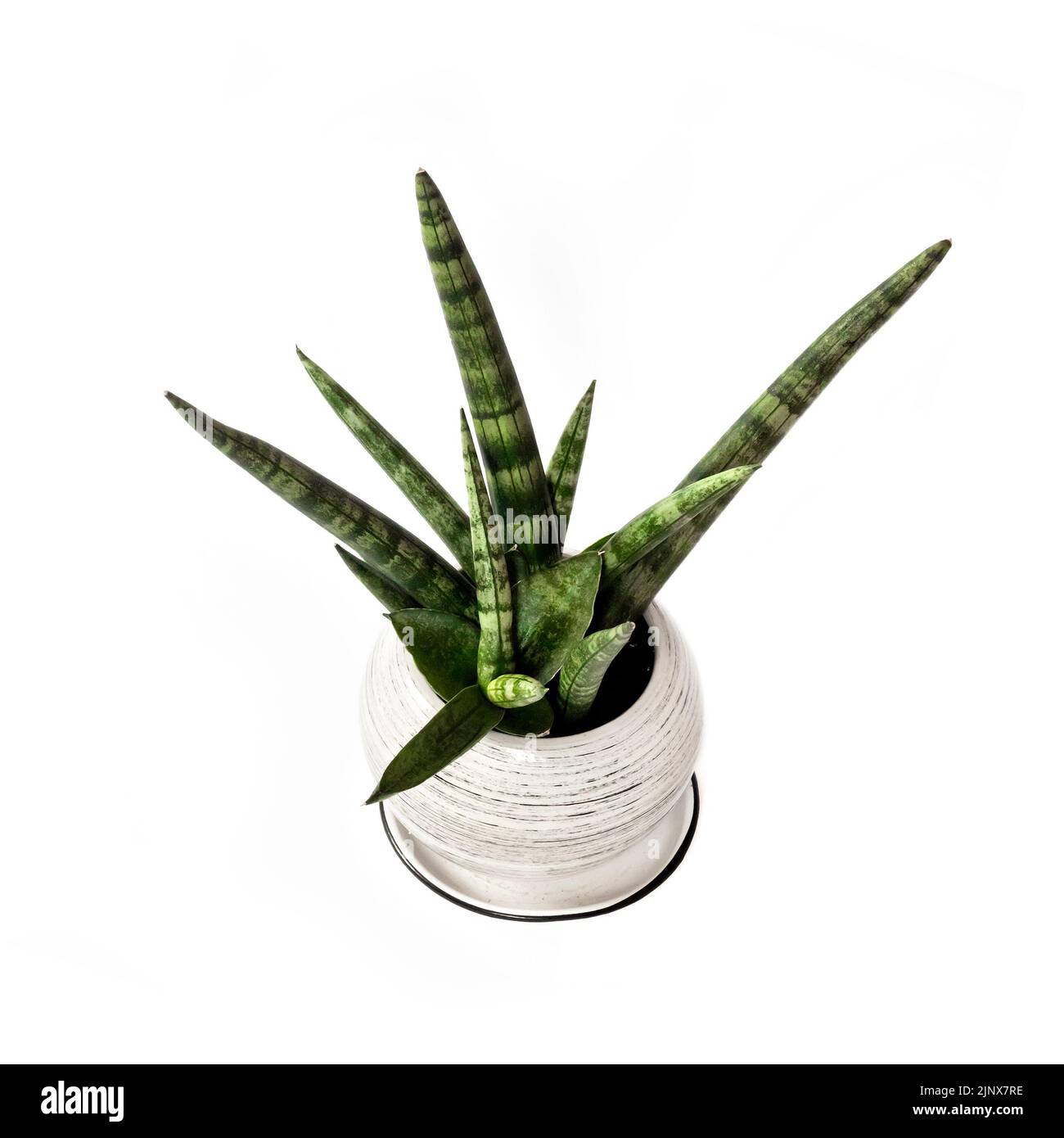 Vergossene Sansevieria cylindrica var. Patula isoliert auf weißem Hintergrund. Sansevieria cylindrica auch als zylindrische Schlangenpflanze, afrikanische Spea, bekannt Stockfoto