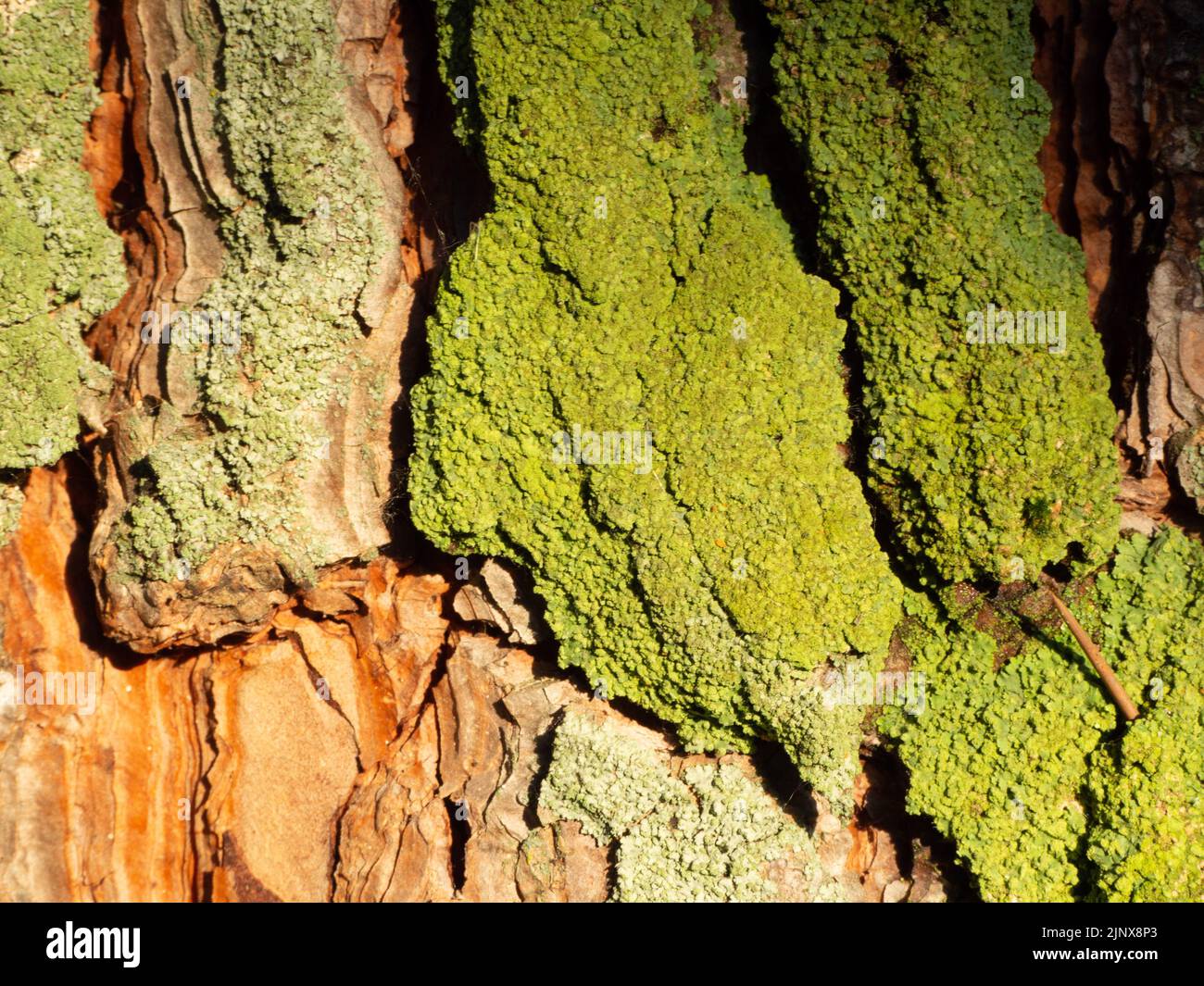 Struktur des Stammes einer erwachsenen Kiefer in einem Nadelwald Stockfoto