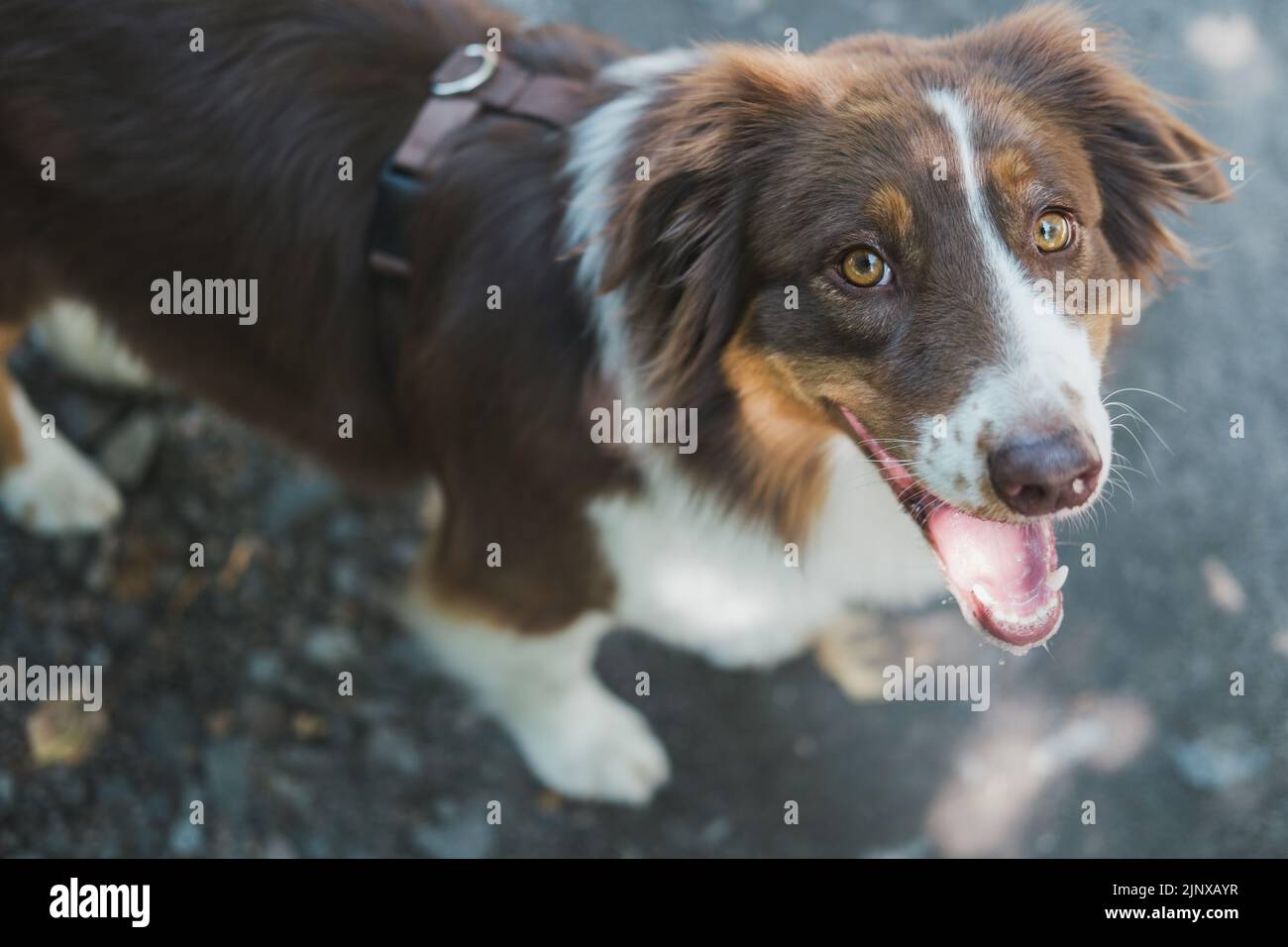 Aussie Hundeportrait. Aufnahme eines australischen Schäfers über dem Kopf, der die Kamera anschaut Stockfoto