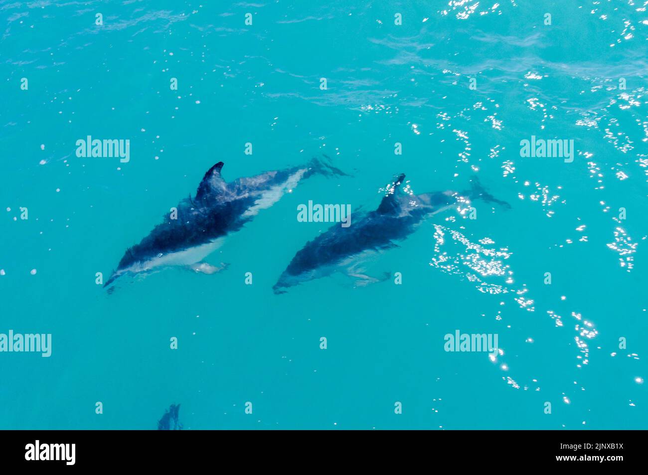 Schoten von Dusky Delphinen (Lagenorhynchus obscurus) führen ihre bemerkenswerte Akrobatik aus. Sie sind die lebhaftesten Delfine der Welt und können gesehen werden Stockfoto