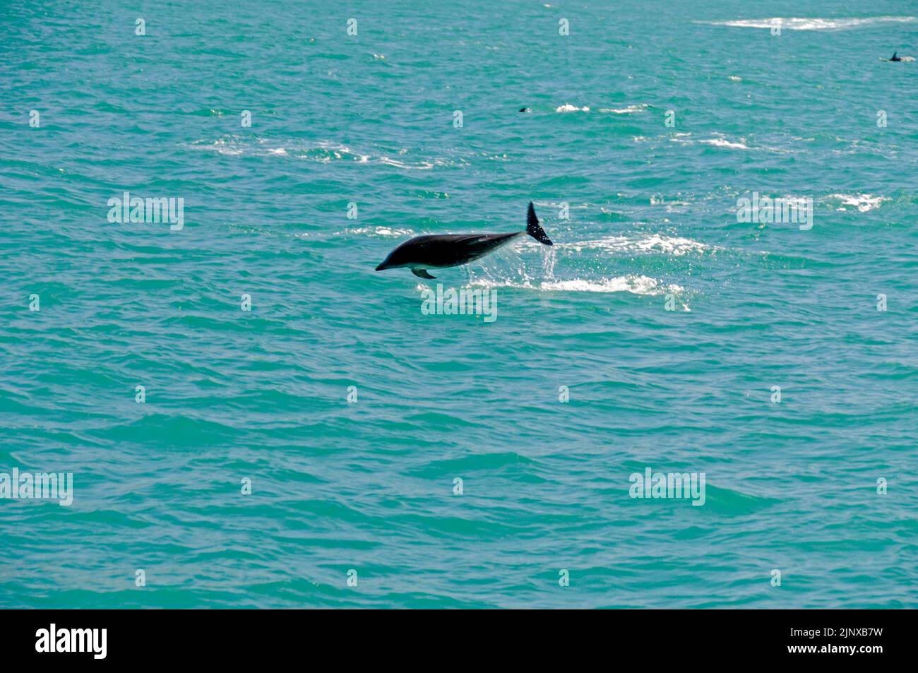 Ein Dusky Delfin (Lagenorhynchus obscurus), der seine bemerkenswerte Akrobatik vorführt. Der Dusky Dolphin ist der lebhafteste Delphin der Welt und kann gesehen werden Stockfoto