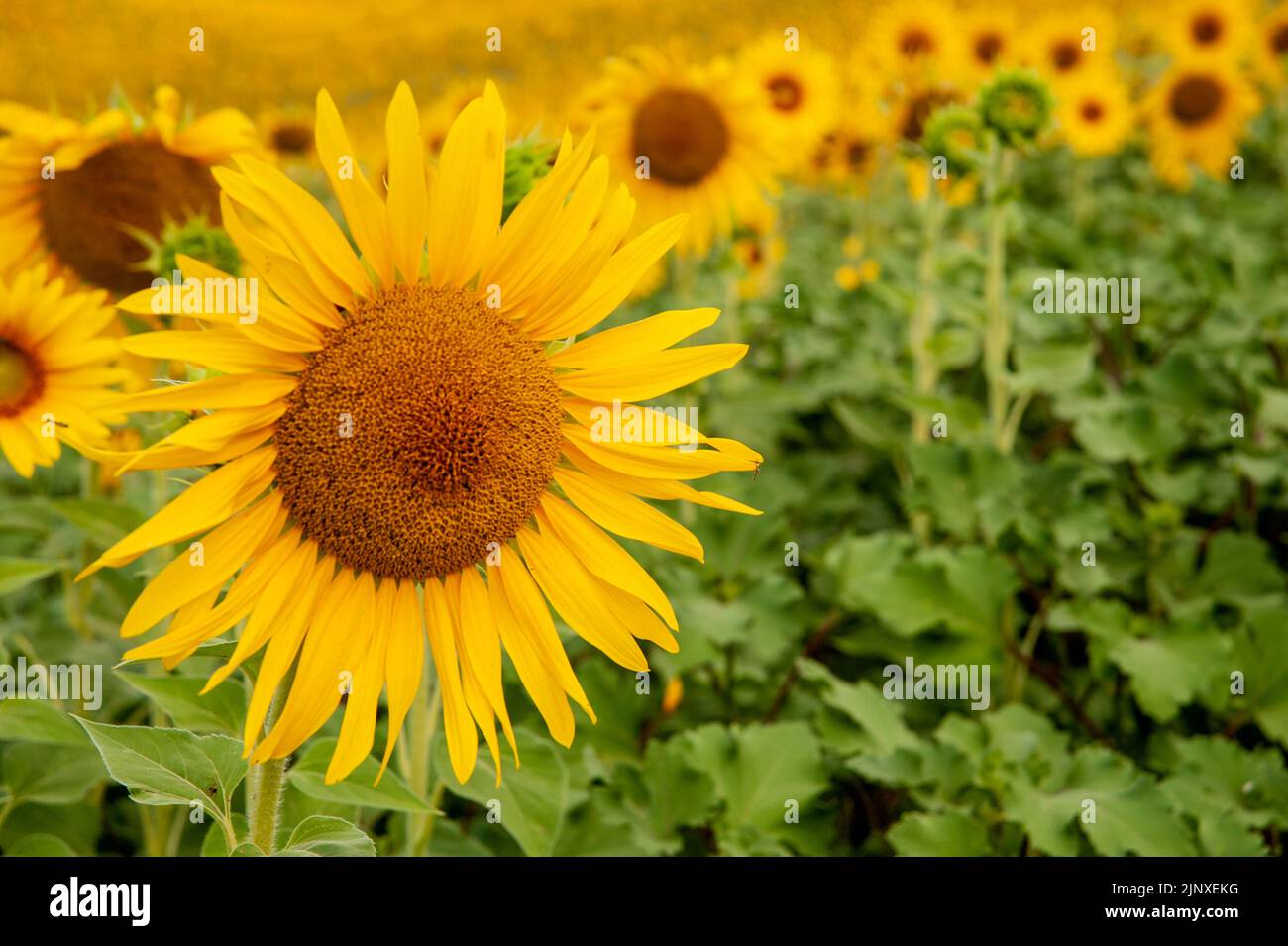 Monferrato, Piemont, Italien - 19. Juli 2021: Sonnenblume im Sonnenblumenfeld. Die Blüte von Sonnenblumen, leuchtend gelben Blüten in den piemontesischen Ländern Stockfoto