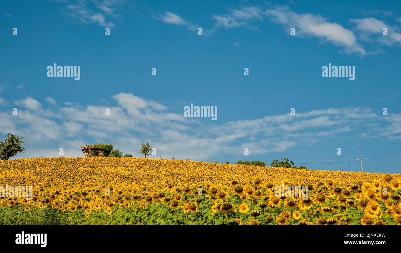 Monferrato, Piemont, Italien - 19. Juli 2021: Sonnenblume im Sonnenblumenfeld. Die Blüte von Sonnenblumen, leuchtend gelben Blüten in den piemontesischen Ländern Stockfoto