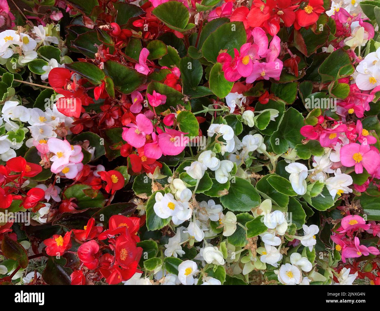 Nahaufnahme der Blumen der jährlichen Gartenpflanze Begonia sempervirens im Sommer gesehen. Stockfoto