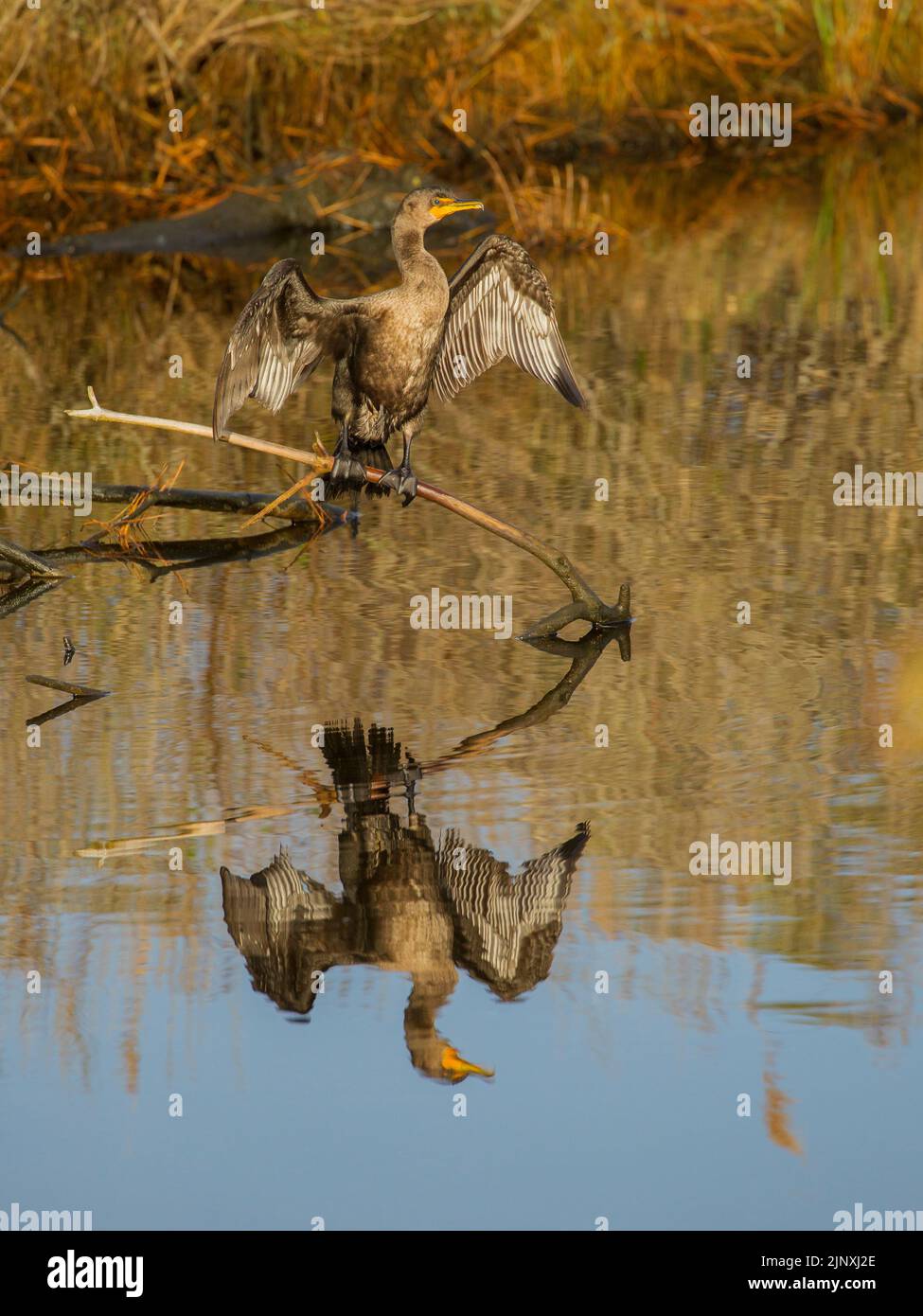 Doppeltes Kormoran (Phalacrocorax auritus) sonnet, während es auf einem Haken über dem Wasser thront Stockfoto