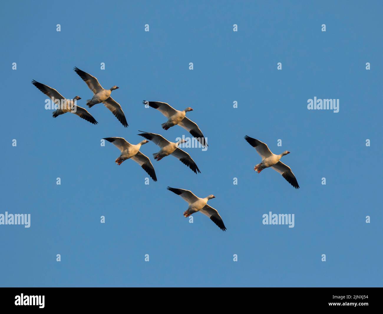 Schneegänse (Anser caerulescens) strömen im Flug Stockfoto