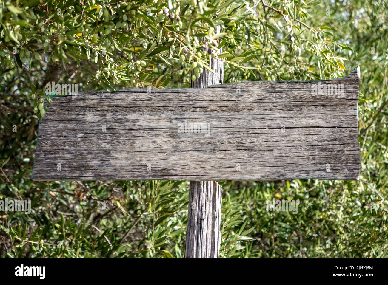 Werbekonzept für die Landwirtschaft. Alte graue Holz handgemachte leere Schild auf Stange vor Olivenbaum Zweig voller grün reifen Oliven Hintergrund. Stockfoto