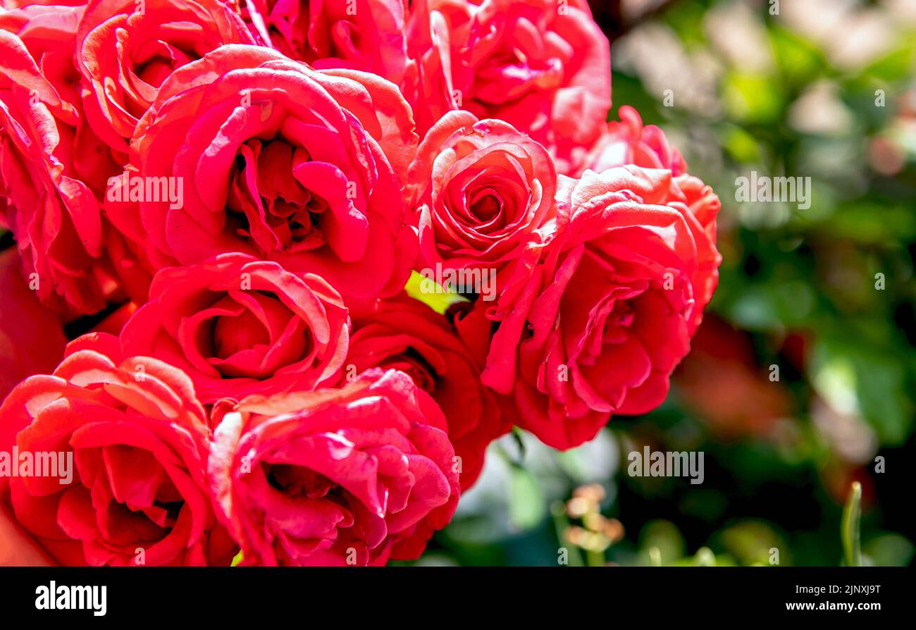 Rote elegante Rose, Blume des Liebessymbols, dekorativer heller Blumenstrauß im Garten unter Sonnenstrahlen an einem Sommertag. Blühende Pflanze mit üppigem Laub. Clo Stockfoto